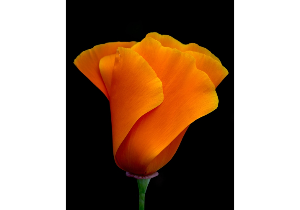 “Folded in”, an aborted photography project featuring the California Poppy, Eschscholzia californica