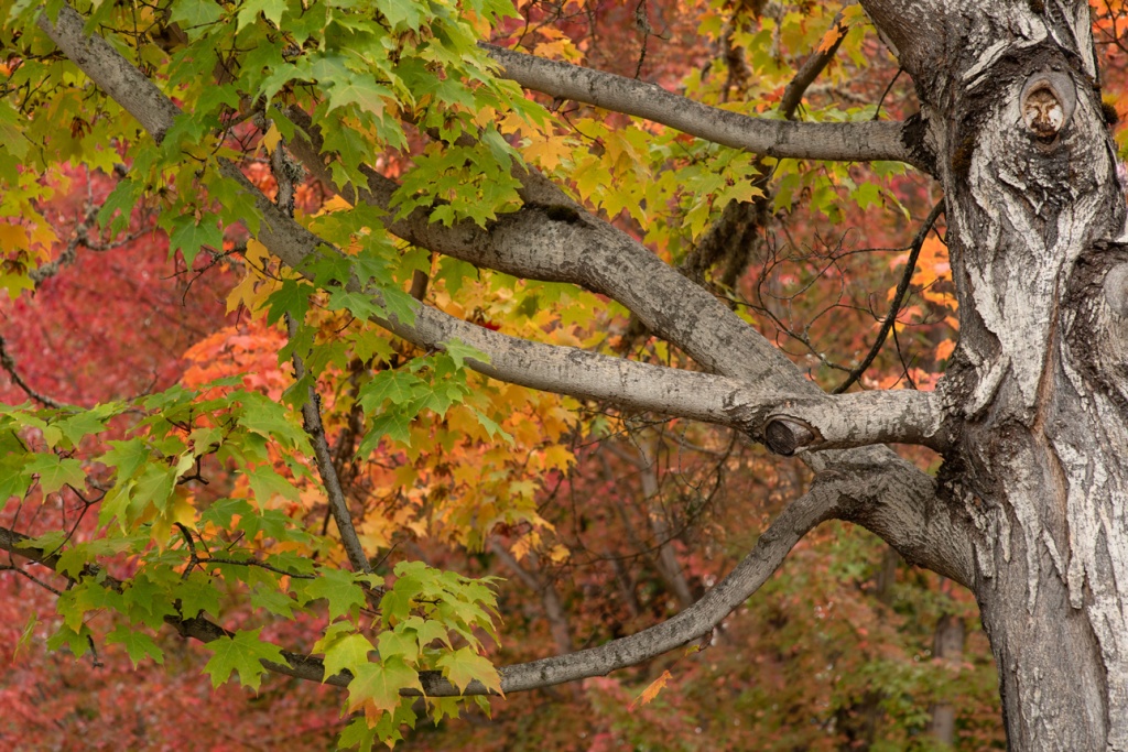 Photographing intimate fall landscapes with wide apertures at 85 mm, two examples from Ashland, Oregon