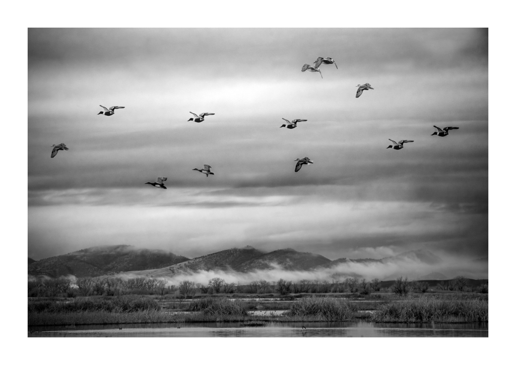 Winter photography in Colusa County: Sacramento Wildlife Refuge and migratory birds