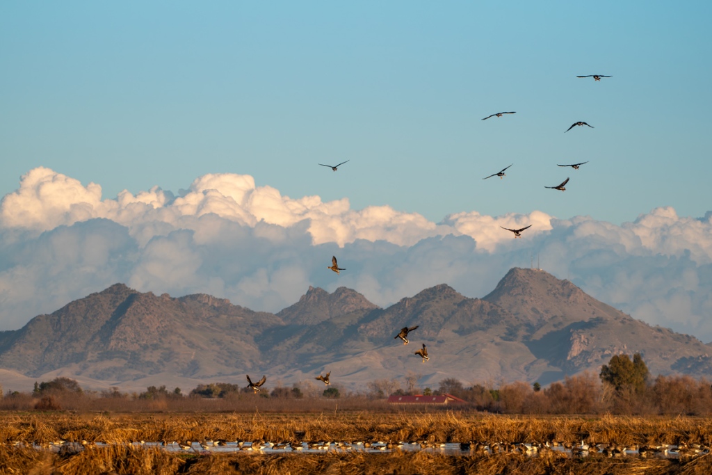 Winter photography in Colusa County: Colusa National Wildlife Refuge