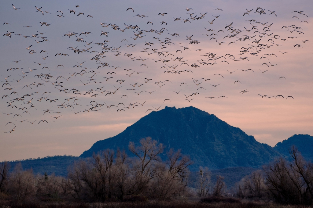 Winter photography in Butte County:  Back to the Gray Lodge Wildlife Area