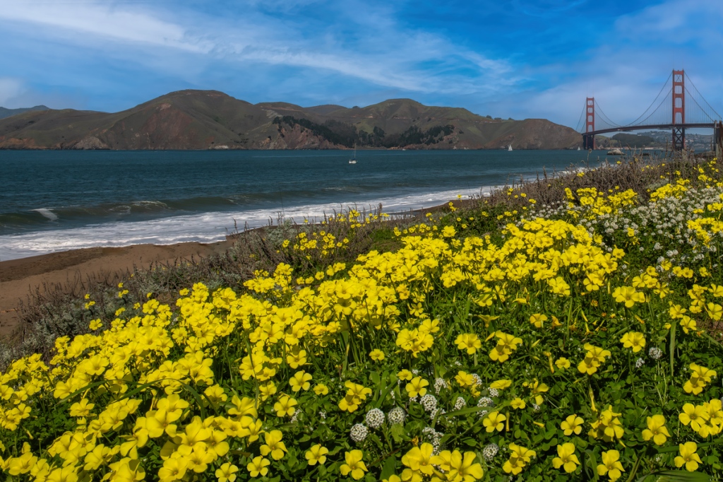 Wood-sorrel  and the Golden Gate Bridge- San Francisco’s marvelous yellow spring